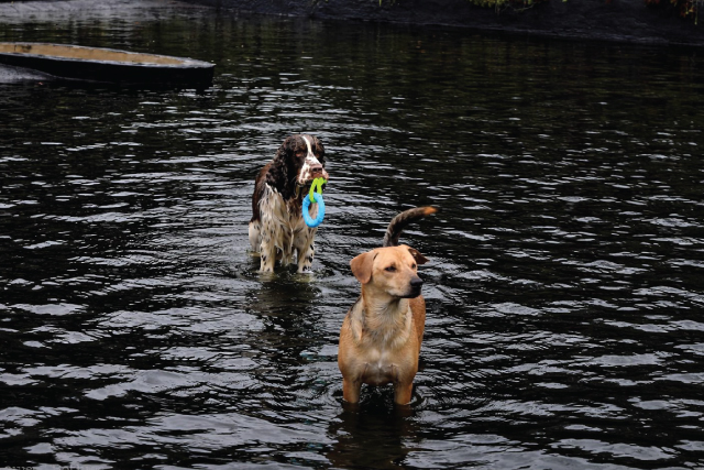 Home-Doggy-Daycare-1