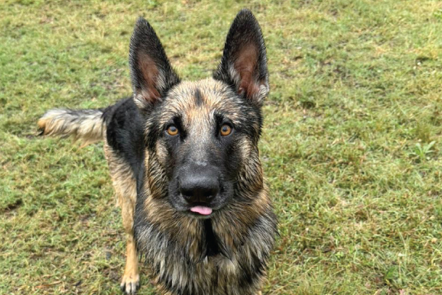 Home-Doggy-Daycare-10