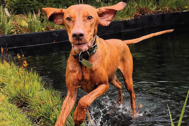 Home-Doggy-Daycare-11