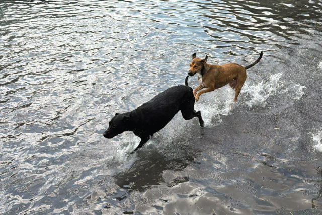 Home-Doggy-Daycare-13