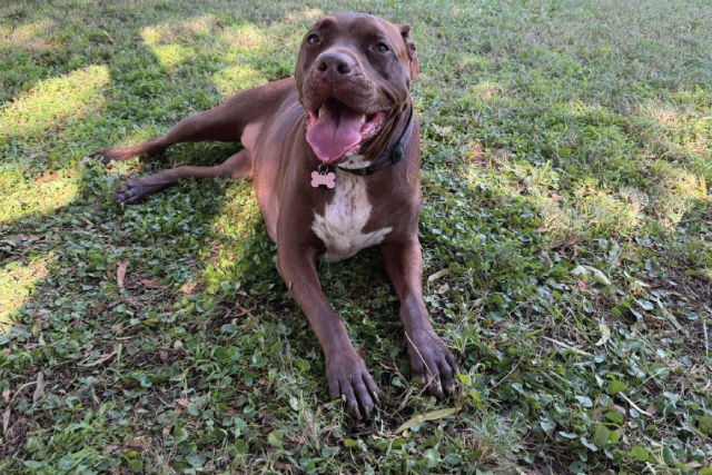Home-Doggy-Daycare-3