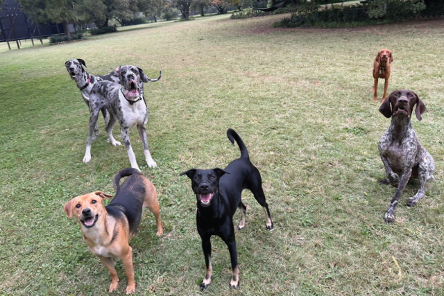 Home-Doggy-Daycare-5