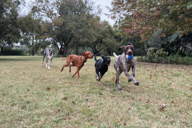 Home-Doggy-Daycare-7