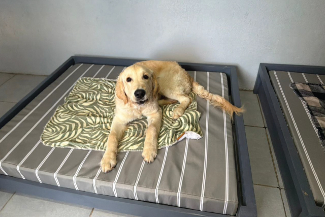 Home-Doggy-Daycare-8