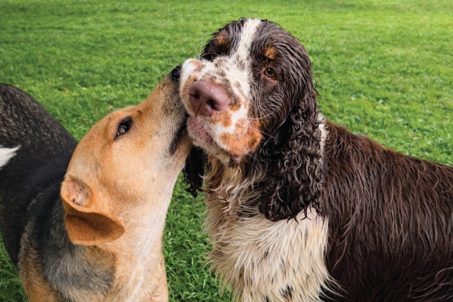 Home-Doggy-Daycare-9