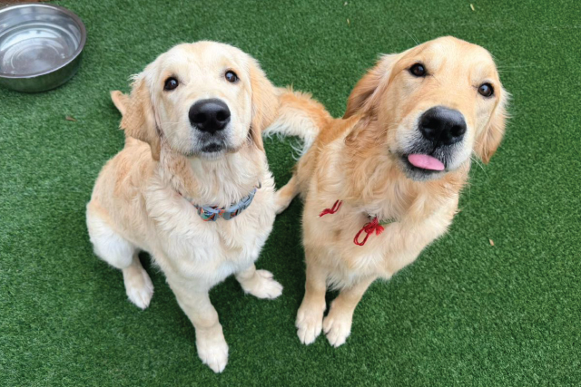 Home-Doggy-Daycare-Choose-Us