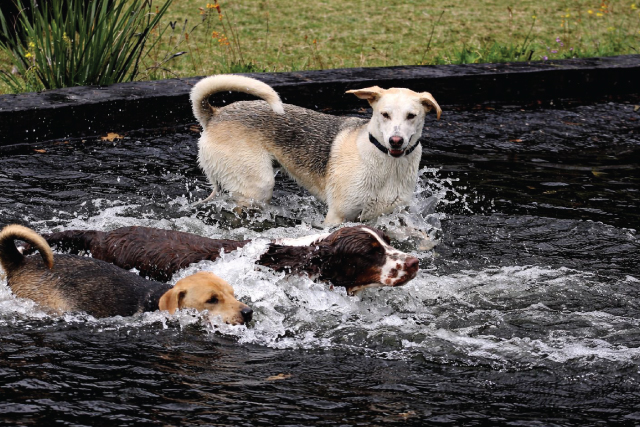 Home-Doggy-Daycare