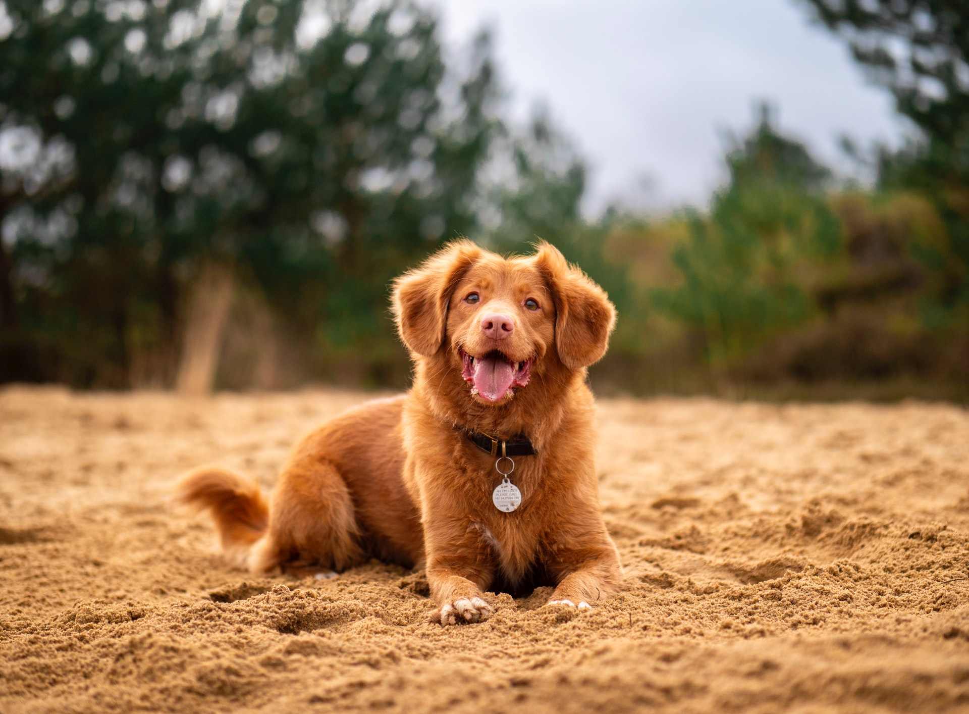 The Best Personalized Dog Collars